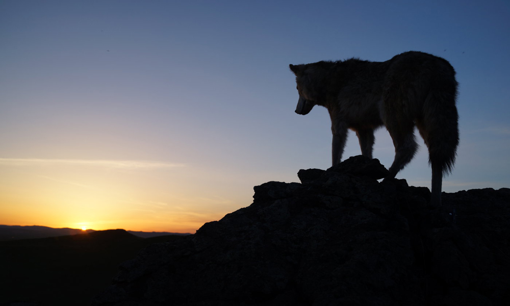 Jean-Jacques Annaud's "Wolf Totem"