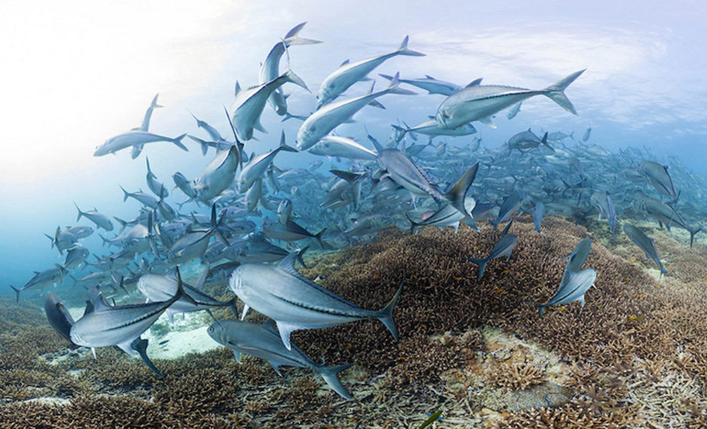 A scene from Jeff Orlowski's "Chasing Coral"