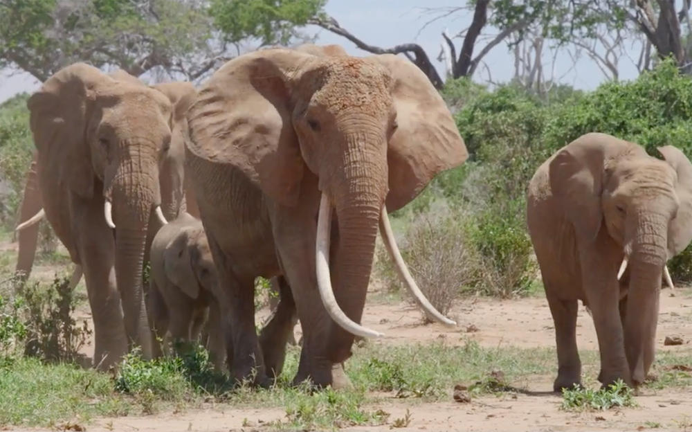 A scene from "The Elephant Queen"